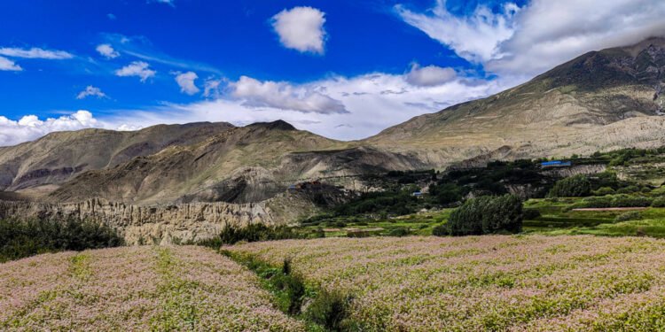 खुलेको मुस्ताङ र फुलेको फापर