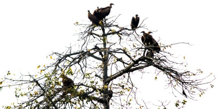 कञ्चनपुरमा गिद्ध गणना