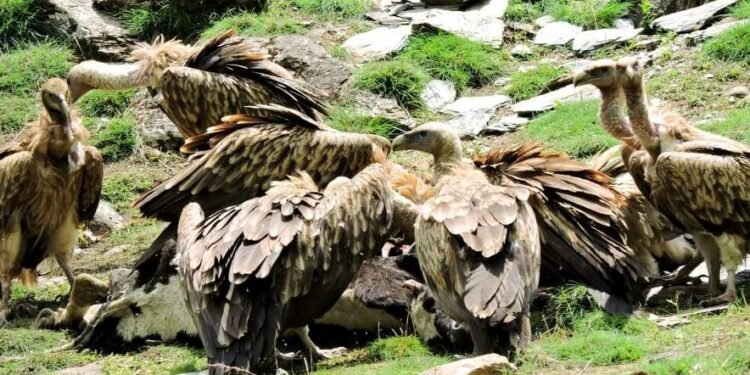 ‘गिद्धका सङ्ख्यामा कमी आउँदा हैजाका बिरामी बढे’