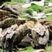 ‘गिद्धका सङ्ख्यामा कमी आउँदा हैजाका बिरामी बढे’