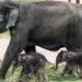 हात्तीबाट जुम्ल्याहा सन्तानको जन्म