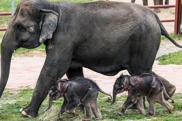हात्तीबाट जुम्ल्याहा सन्तानको जन्म