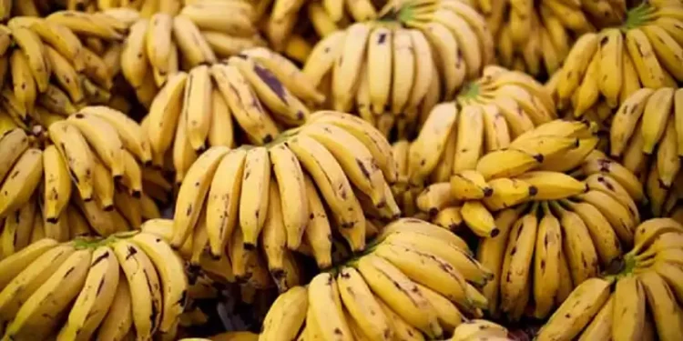 चौरचन पर्व नजिकिँदै गर्दा केराको माग उच्च