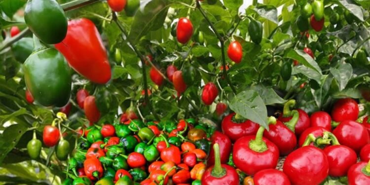 ‘खुर्सानीले पेट भरिन्न भन्ने अहिले मेरो नै सिको गर्दै छन्’