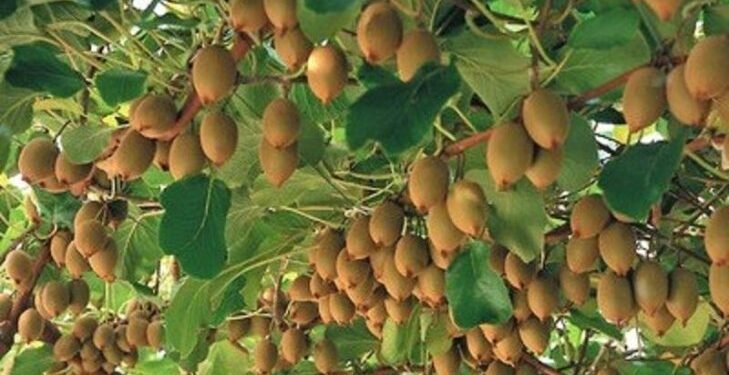 ‘ग्राफ्टिङ’ गरेर विभिन्न नयाँ जातका किबी उत्पादन गर्दै इलामका किसान