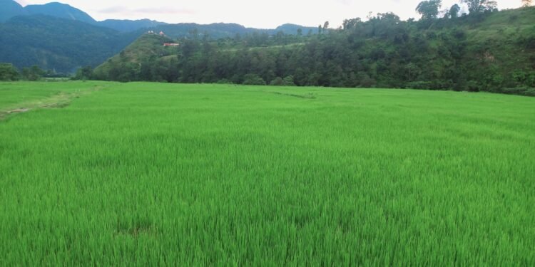 नमूना बन्यो माछापुच्छ्रेको चक्लाबन्दी खेती