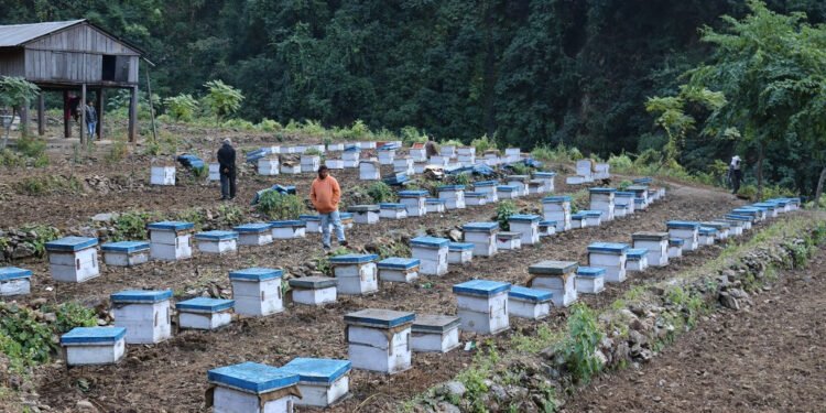 घारमा नै मौरी धमाधम मर्न थालेपछि विज्ञटोली जुम्लामा