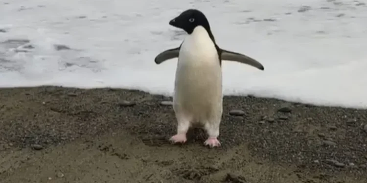 हराएको पेन्गुइन दुई हप्तापछि फेला