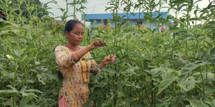 तरकारी खेतीबाटै छोराछोरीलाई डाक्टर र इन्जिनियर पढाउँदै उर्मिला