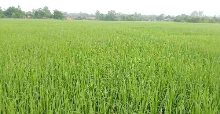 बाँकेमा धानजोनद्वारा दुई हजार तीन सय हेक्टरमा खेती
