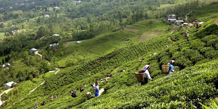 ५२ प्रतिशतले बढ्यो चिया निर्यात