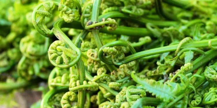 गुल्मीको निहुरो बुटवलदेखि काठमाडौँसम्म