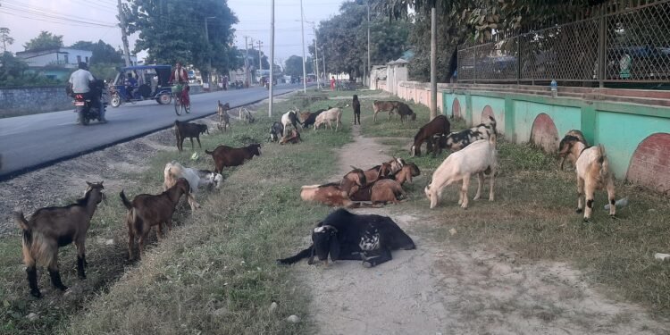 खसीबोका बिक्री नभएको किसानको गुनासो