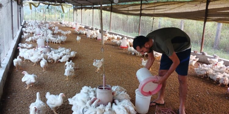 स्नातकोत्तर गरेका अर्याल कुखुरापालनमा