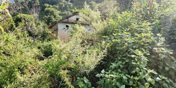 मलामी पनि नभेटिने गरी रित्तिएको गडीगाउँमा वनमाराको राज