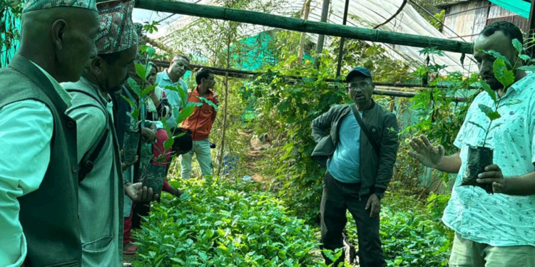 कफीखेतीप्रति सिन्धुपाल्चोकका किसानको आकर्षण