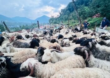 जुम्लामा दसैँको समयमा मात्रै १६ करोड बढीका भेडा तथा खसीबोकाको कारोबार
