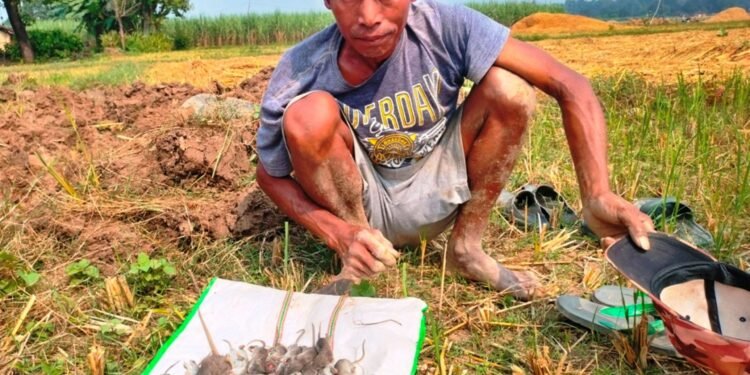 धान भित्र्याएर फुर्सदिला बनेका कञ्चनपुरका थारू समुदाय मुसा मार्न व्यस्त