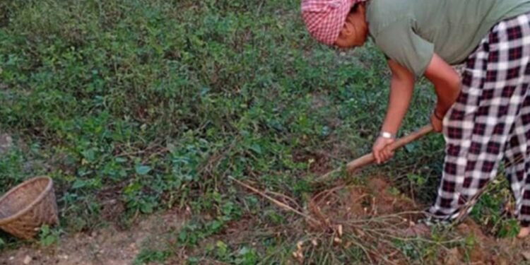 बढी बदाम उत्पादन गर्ने किसानलाई प्रोत्साहन