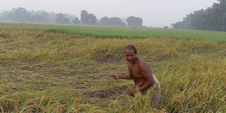 सुनसरीमा किसान भन्छन् : ‘यसपटकको दसैँ दशा भएर आयो’