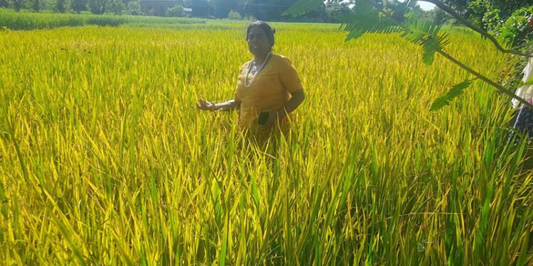 पसाउन लागेका धान सुक्न थालेपछि पाल्पाका कृषक चिन्तित