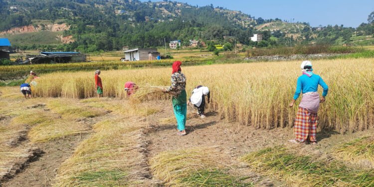 ‘क्रप कटिङ’ गरी धान उत्पादन अनुमान गरिँदै