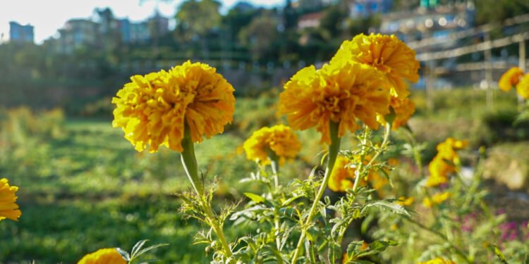 काभ्रेको सुनथानमा ढकमक्क सयपत्री र मखमली (तस्बिरहरु)