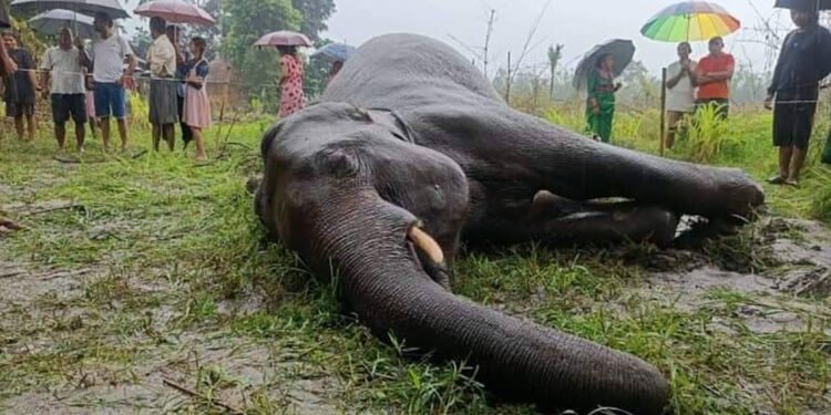 शुक्लाफाँटा निकुञ्जमा वयस्क पोथी हात्ती मृत फेला