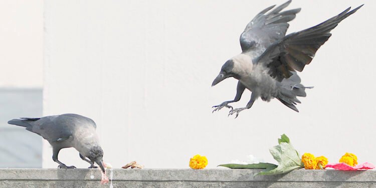 कार्तिक कृष्ण त्रयोदशीः आज काग तिहार
