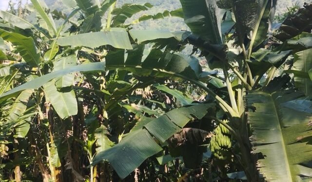 खरबारी फाँडेर केराखेती, वार्षिक दुई करोड आम्दानी