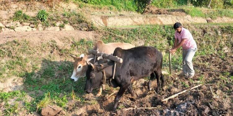 किसानलाई गहुँ छर्ने चटारो