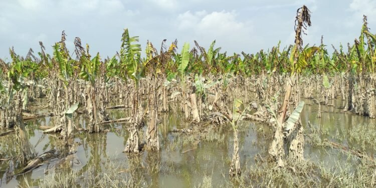 बाढीले केराखेती नष्ट भएपछि किसानको व्यवसाय चौपट
