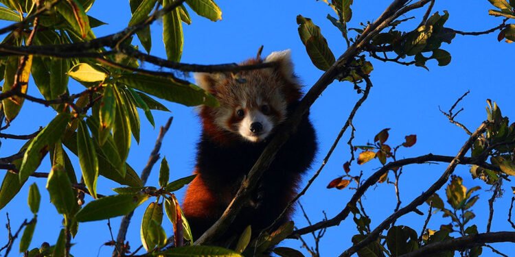 रेडपाण्डा संरक्षण गर्न कुकुर र बिरालोलाई बन्ध्याकरण!