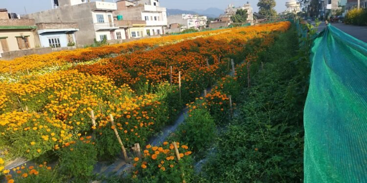 ढकमक्क फुल्न थाले तिहार लक्षित सयपत्री