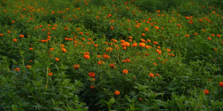 अविरल वर्षाबाट १५ करोड बराबरको पुष्पखेतीमा नोक्सान