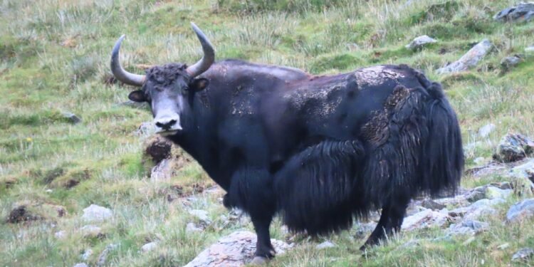 शे-फोक्सुन्डो राष्ट्रिय निकुञ्जमा भेटियो दुर्लभ जंगली याक