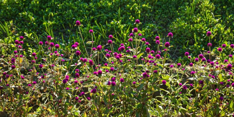 काभ्रेको सुनथानमा ढकमक्क सयपत्री र मखमली (तस्बिरहरु)