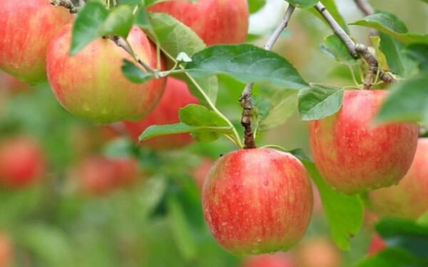 मुस्ताङबाट यस वर्ष ९२ करोड बढीको स्याउ निर्यात