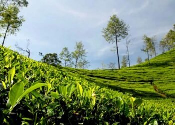 अन्तर्राष्ट्रिय बजारमा तयारी चियाको माग बढी, उत्पादनमा कमी