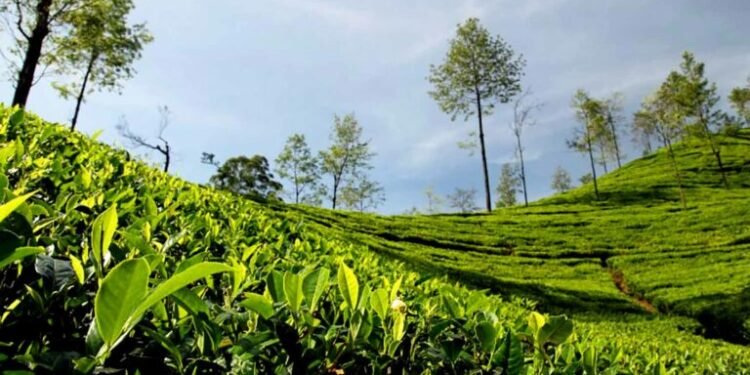 अन्तर्राष्ट्रिय बजारमा तयारी चियाको माग बढी, उत्पादनमा कमी