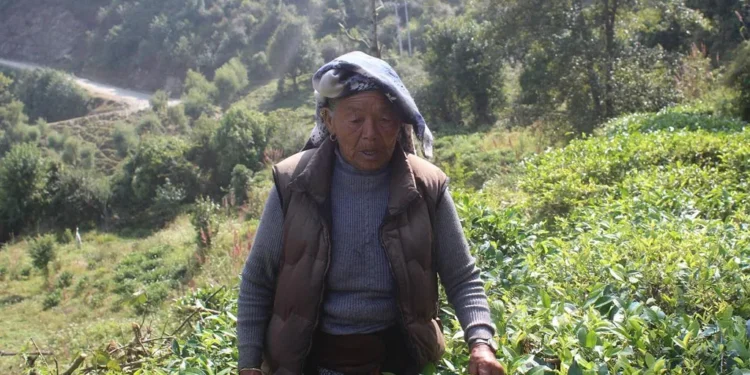 फलातेमा चियाखेतीको परीक्षण सफल