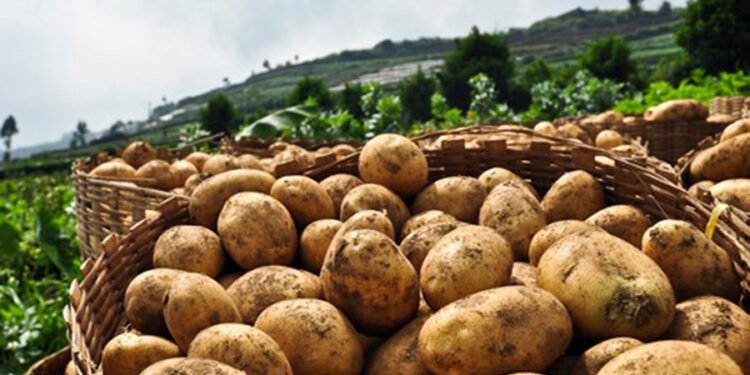 चितवनमा १० प्रकारका आलुको अध्ययन