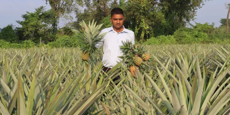 भुइँकटहर खेतीबाट वार्षिक १५ लाख रुपैयाँसम्म आम्दानी गर्दै विष्ट