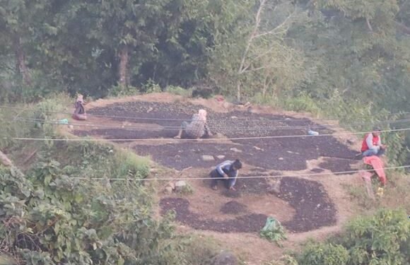 सुगन्धकोकिला उत्पादनको केन्द्र बन्दै छिल्लीकोट