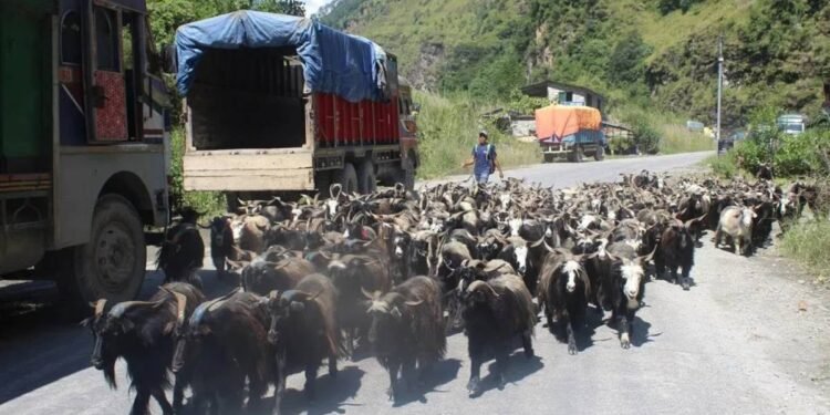 तिहारका लागि मुस्ताङबाट ४ हजार भेडाच्याङग्रा बिक्री
