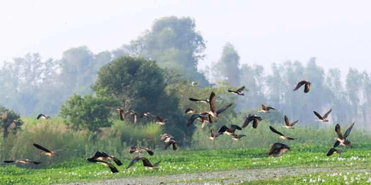 साइबेरियाका चरा कैलाली-कञ्चनपुरमा