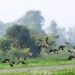 साइबेरियाका चरा कैलाली-कञ्चनपुरमा