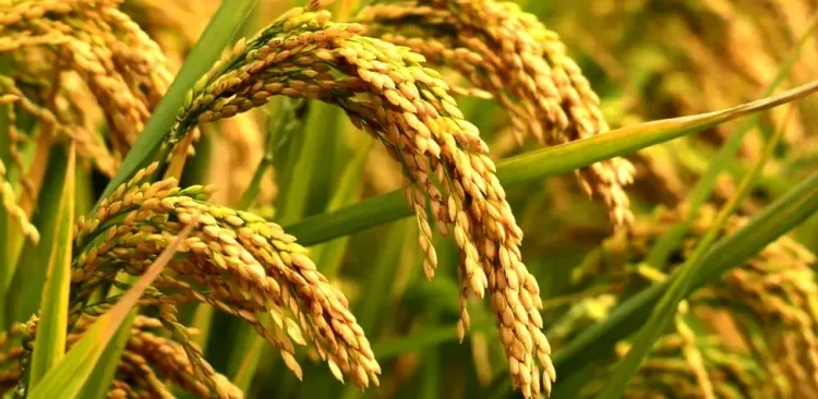 कृषि आधुनिकीकरण परियोजनाको ‘धान जोन’ मा उत्पादन घट्यो