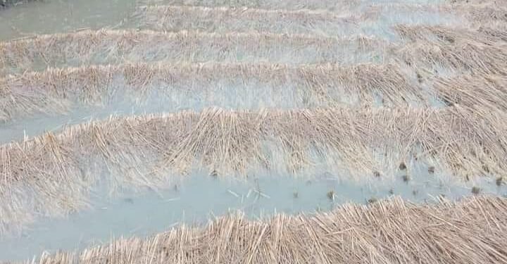 तनहुँ र म्याग्दीमा भित्र्याउने बेलाको धानबालीमा वर्षाले क्षति