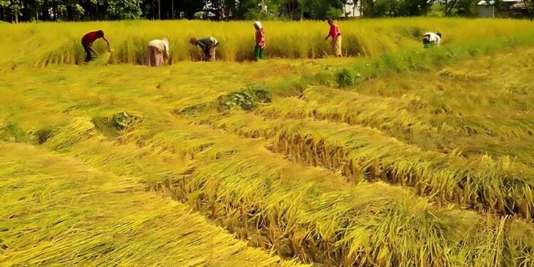 तिहार सकिएसँगै किसानलाई धान भित्र्याउने चटारो
